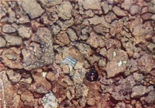 Luna-16 Lunar Soil Sample