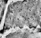 Mars-5 Frame 1.8.V