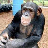 Ape