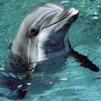 Dolphin