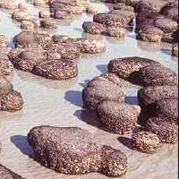 Cyanobacteria