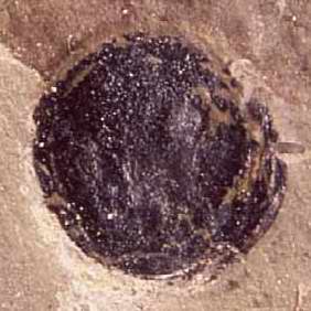 Carbon